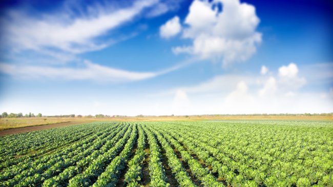 shutterstock_131325761